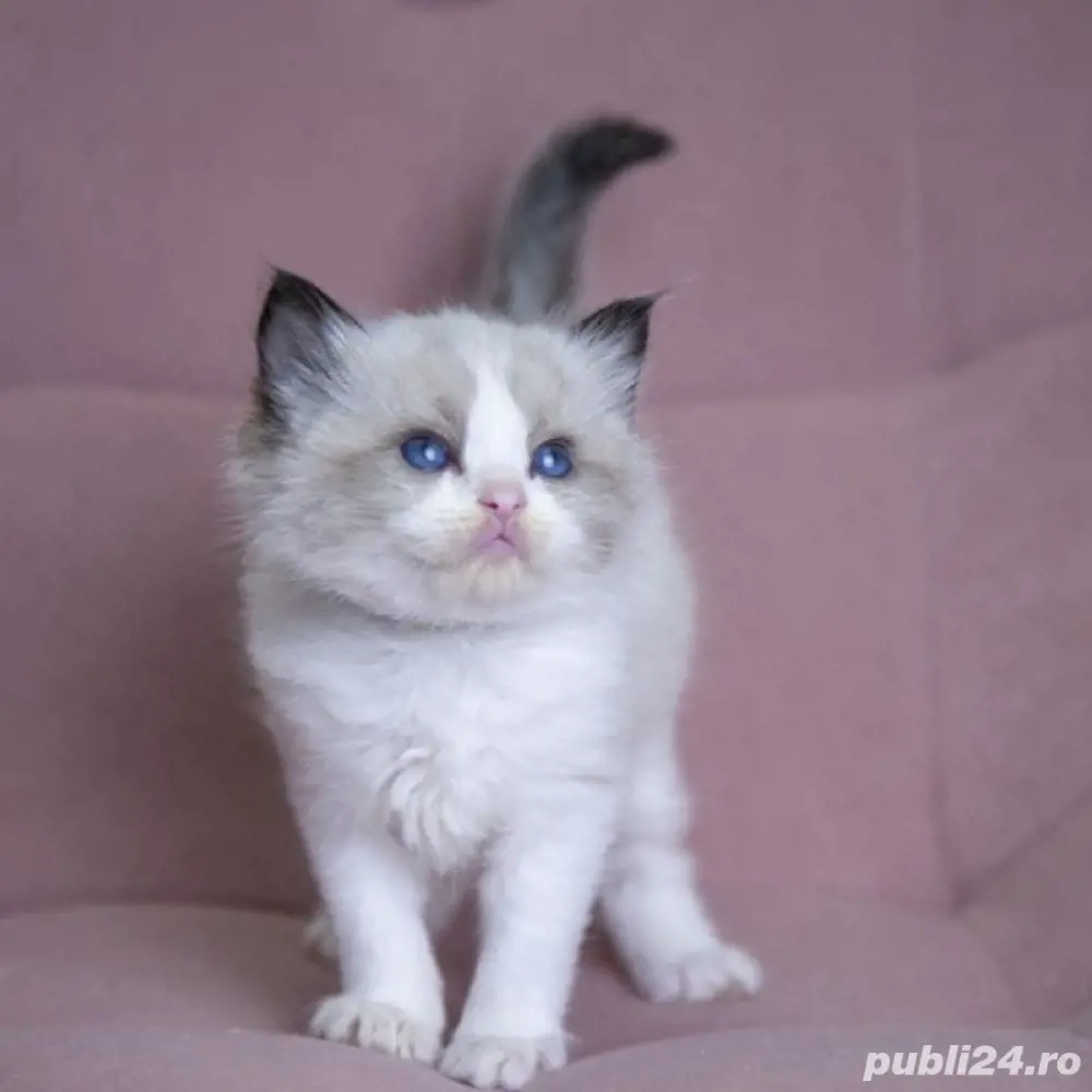 Puiut Ragdoll