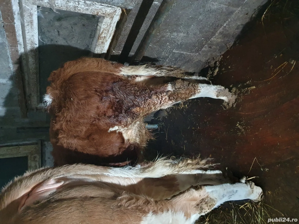 vițel  bâlțat de vanzare 