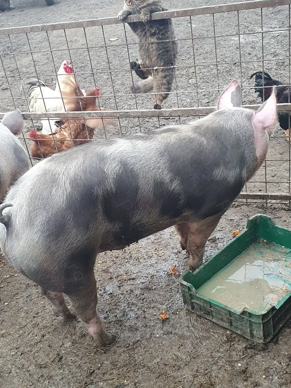 Porci de vanzare 