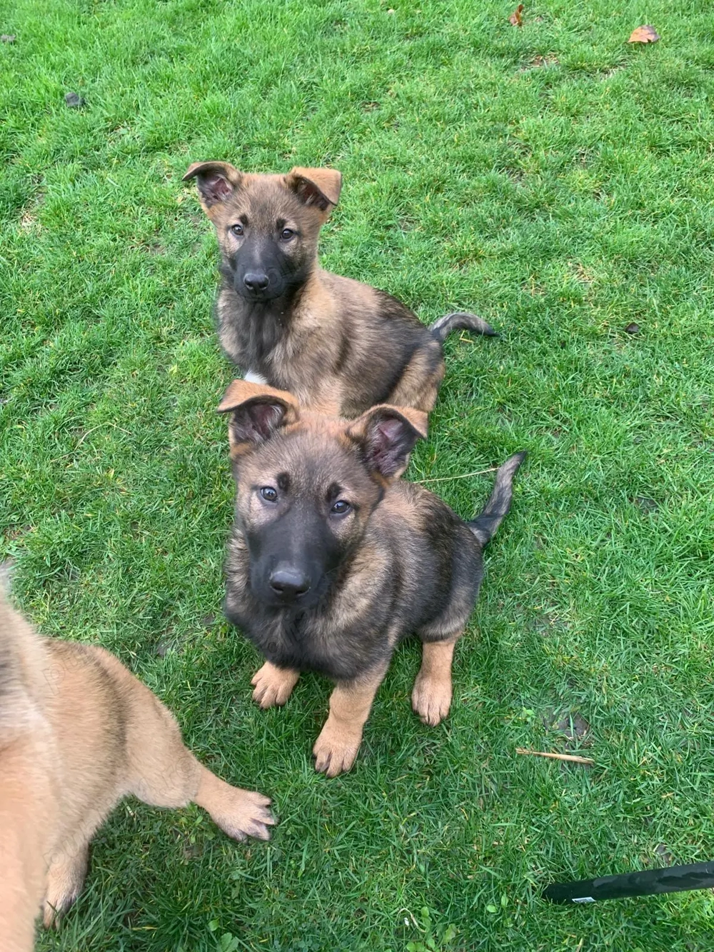 Căţei de vânzare   rasa mixtă Malinois x Ciobănesc German