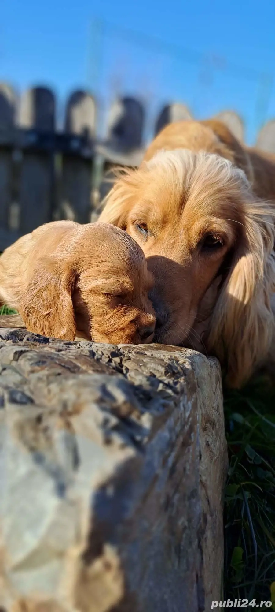 Puiuț cocker spaniel 