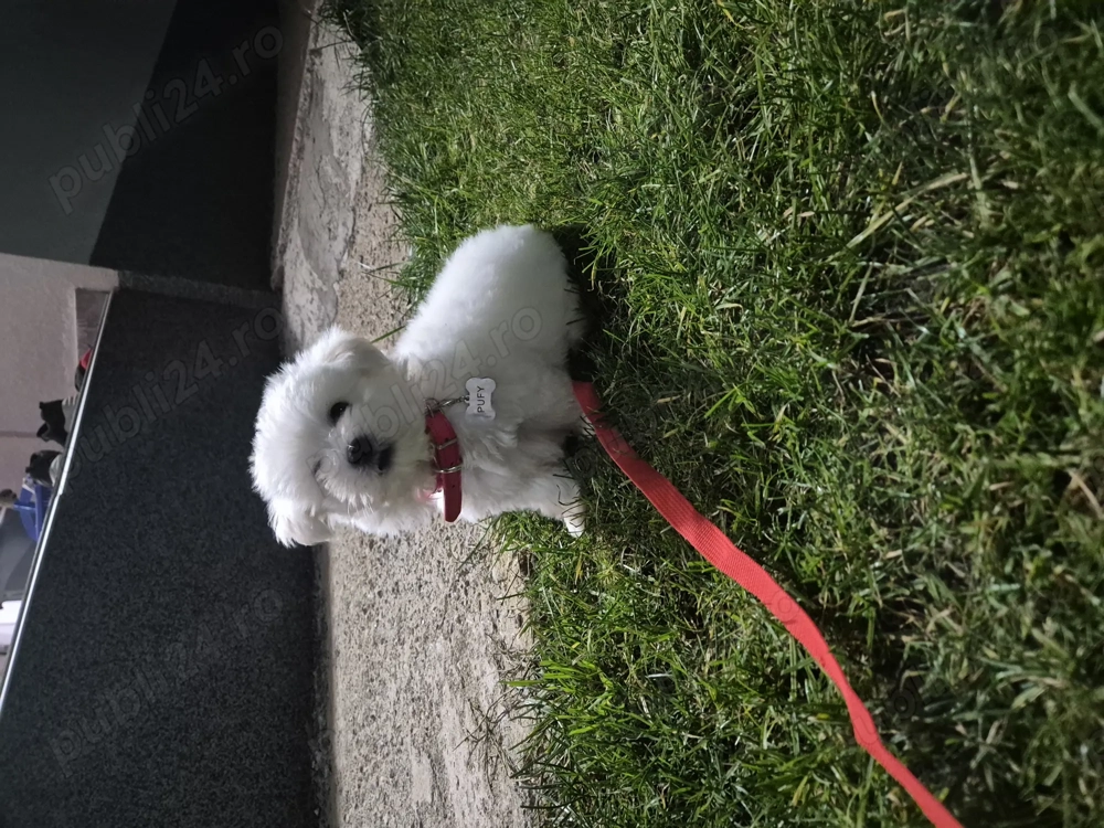 Vând bichon 4 luni ..mascul ..vaccinat la zi urmează a fi microcipat