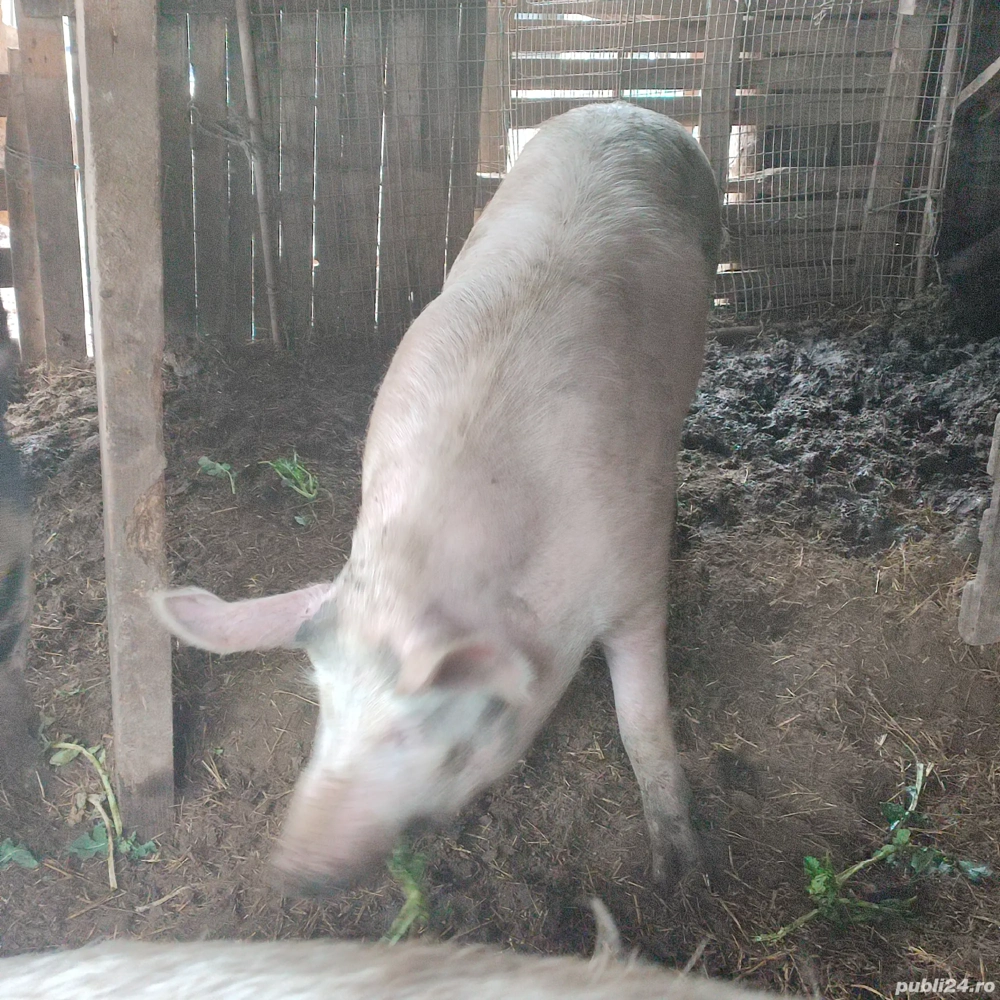 Vand carcasa 20 lei kg 