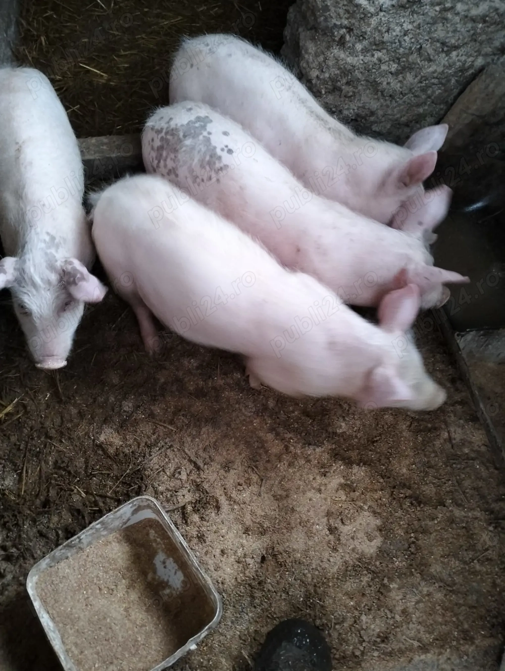 Vand porci de taiat de Craciun si purcelusi de prasila de 3 luni