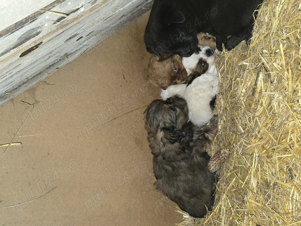 Pui de pechinez drăgălași 