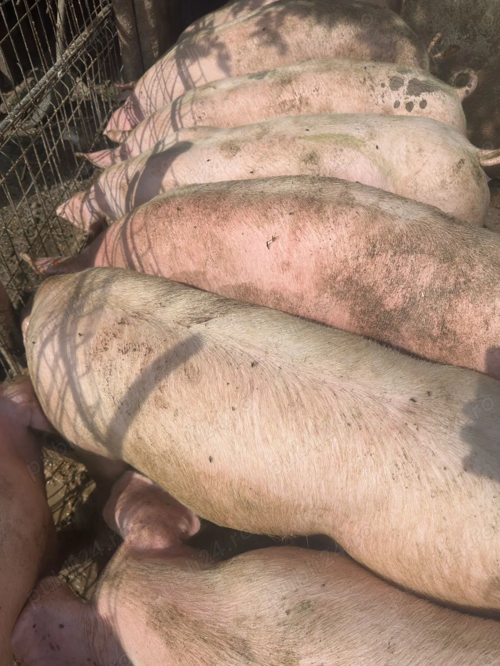 Porci de vanzare de carne 