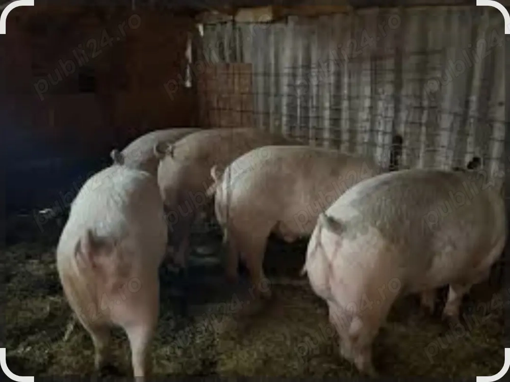 Porci de vânzare pentru Crăciun, com Mihai Bravu, jud Giurgiu