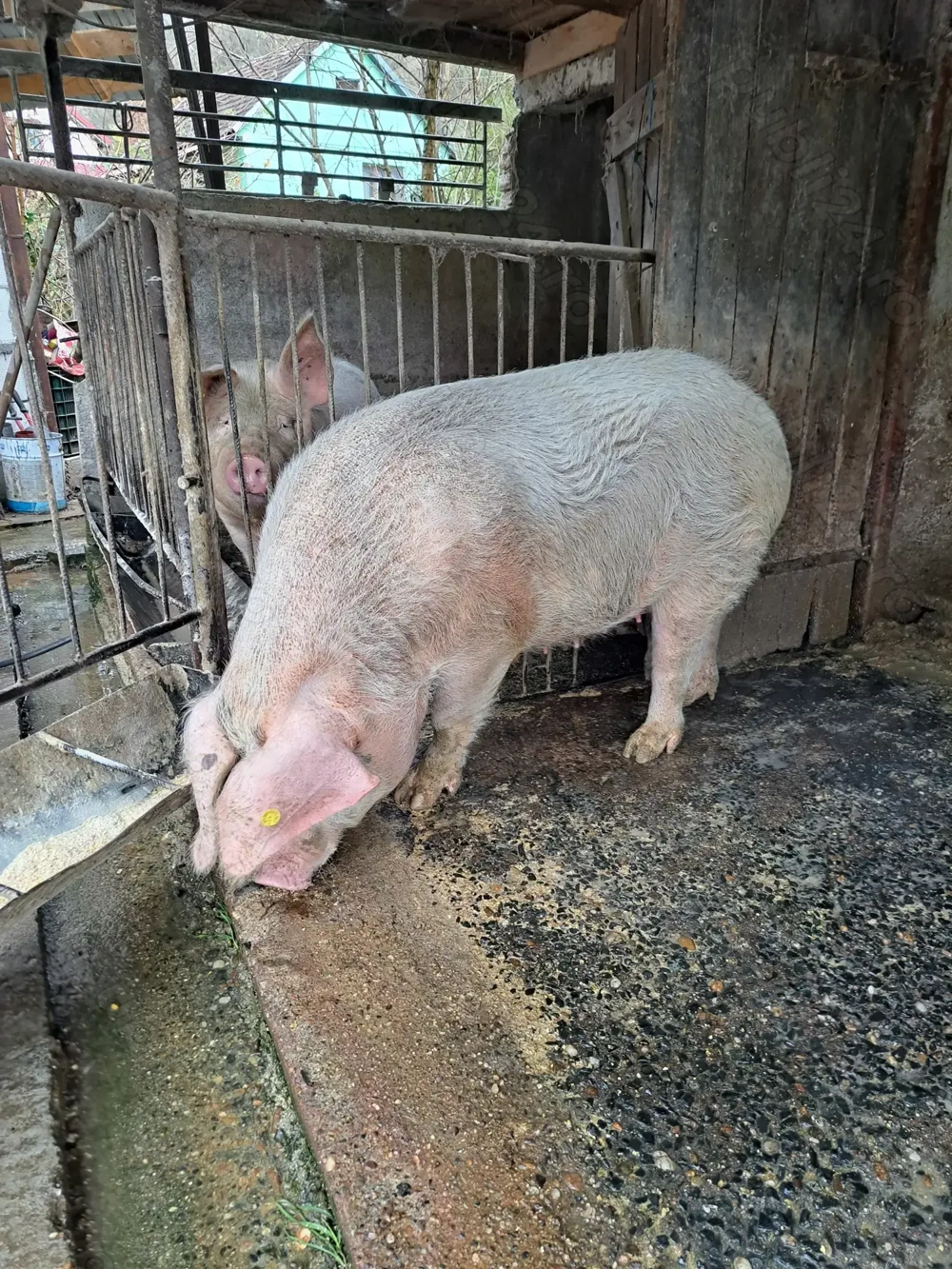 Vand porci de la 100 - 150 kg. 