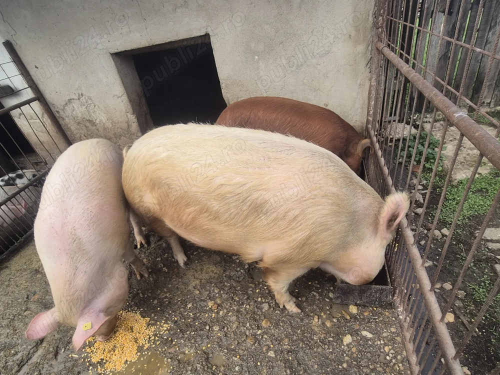 Porci de vanzare
