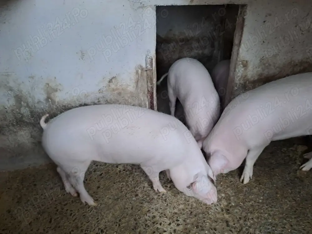 Vand porci crescuti in gospodarie