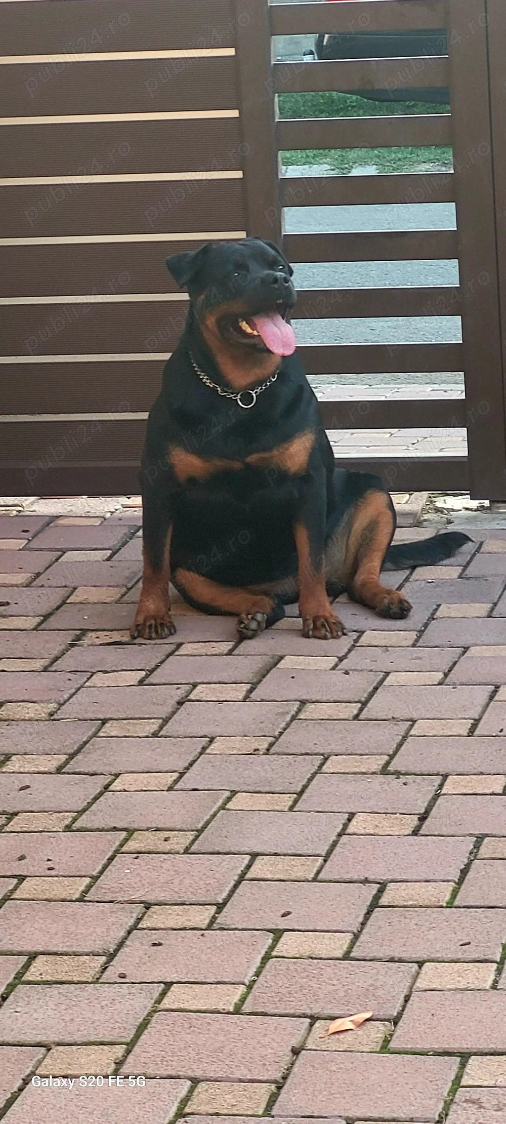Rottweiler 2 ani jumate femela 
