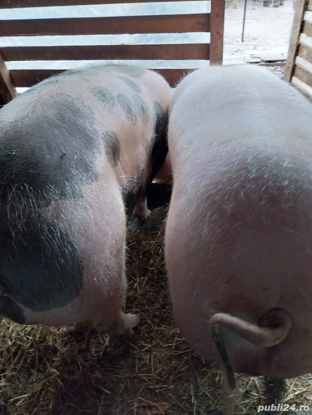 vand porc peste 250 kg