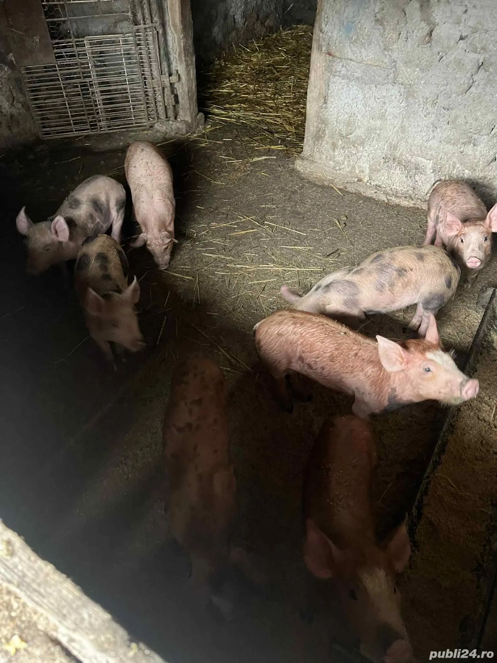 Purcei Duroc cu Pietrean