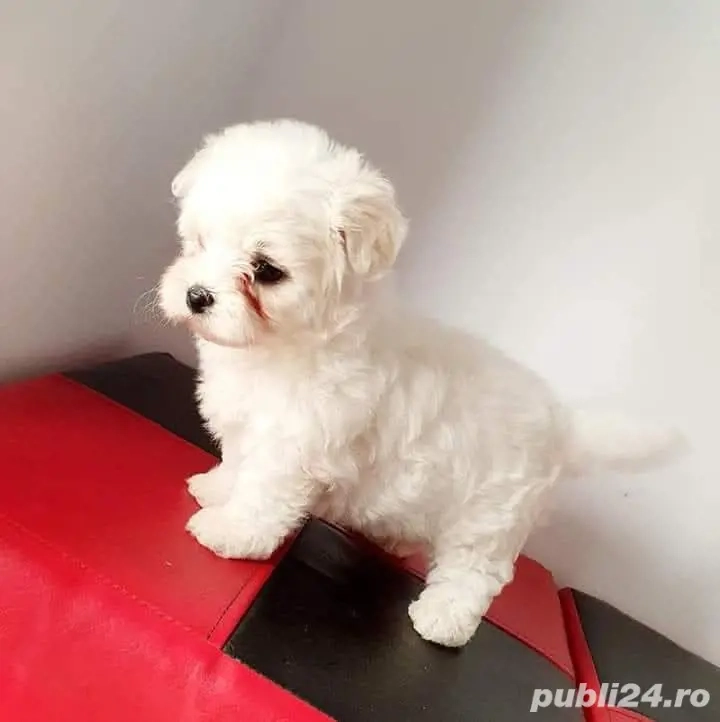 Bichon Maltez Mini Toy - 8 săptămâni 