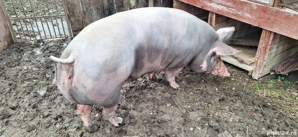 Disponibil pentru sacrificare 