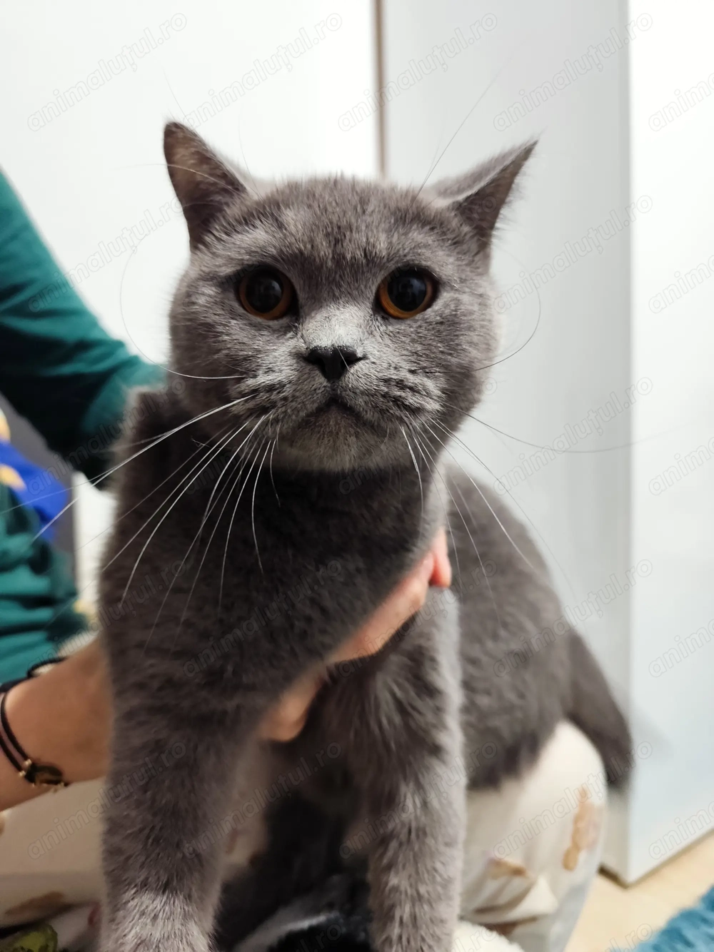 Pisicuțe British Shorthair
