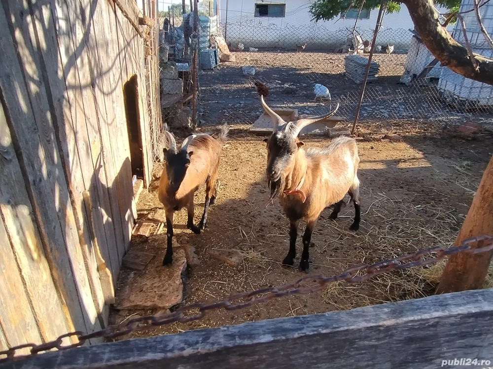 țap și capră 