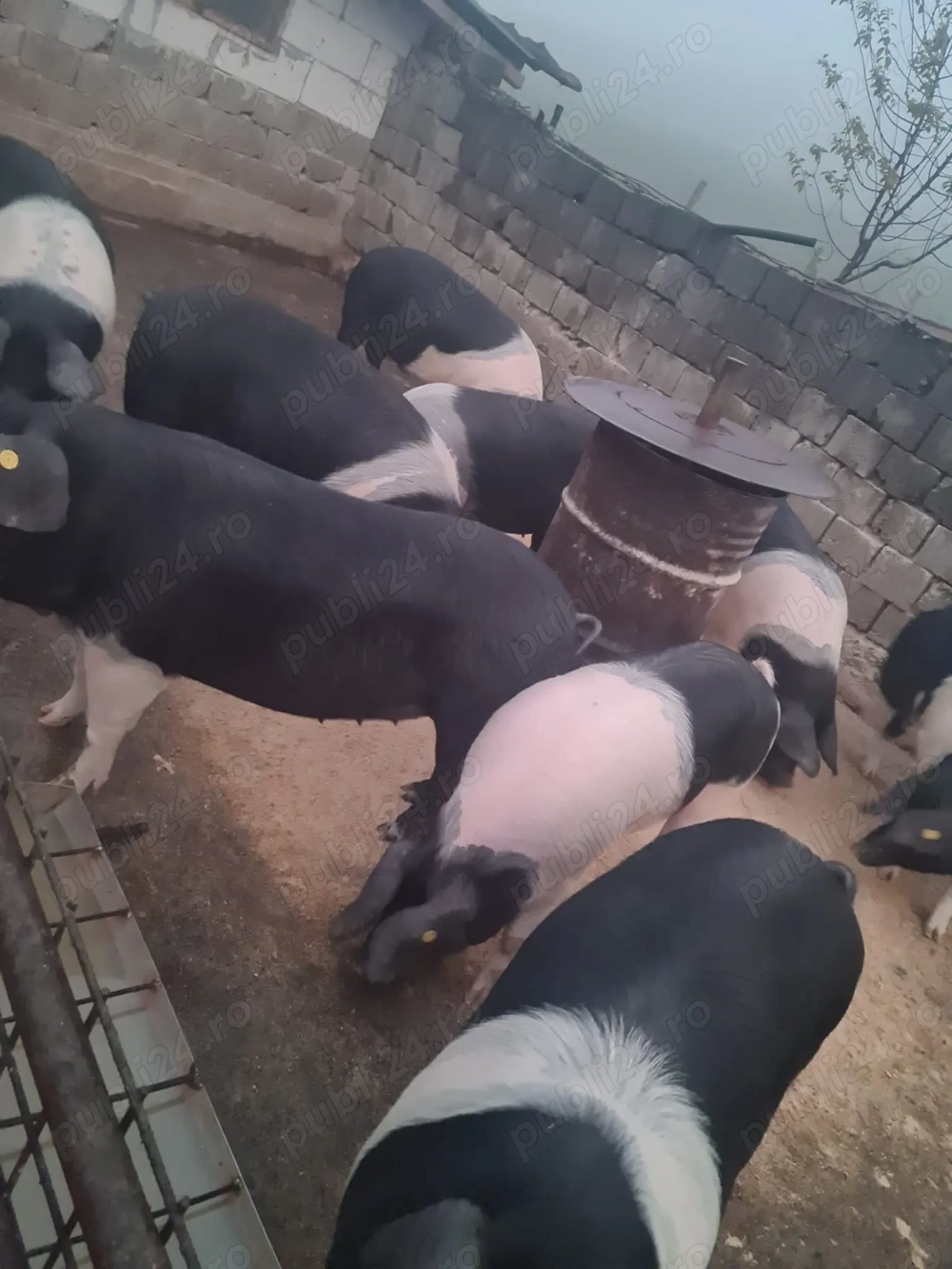 Vând porci 140-160kg