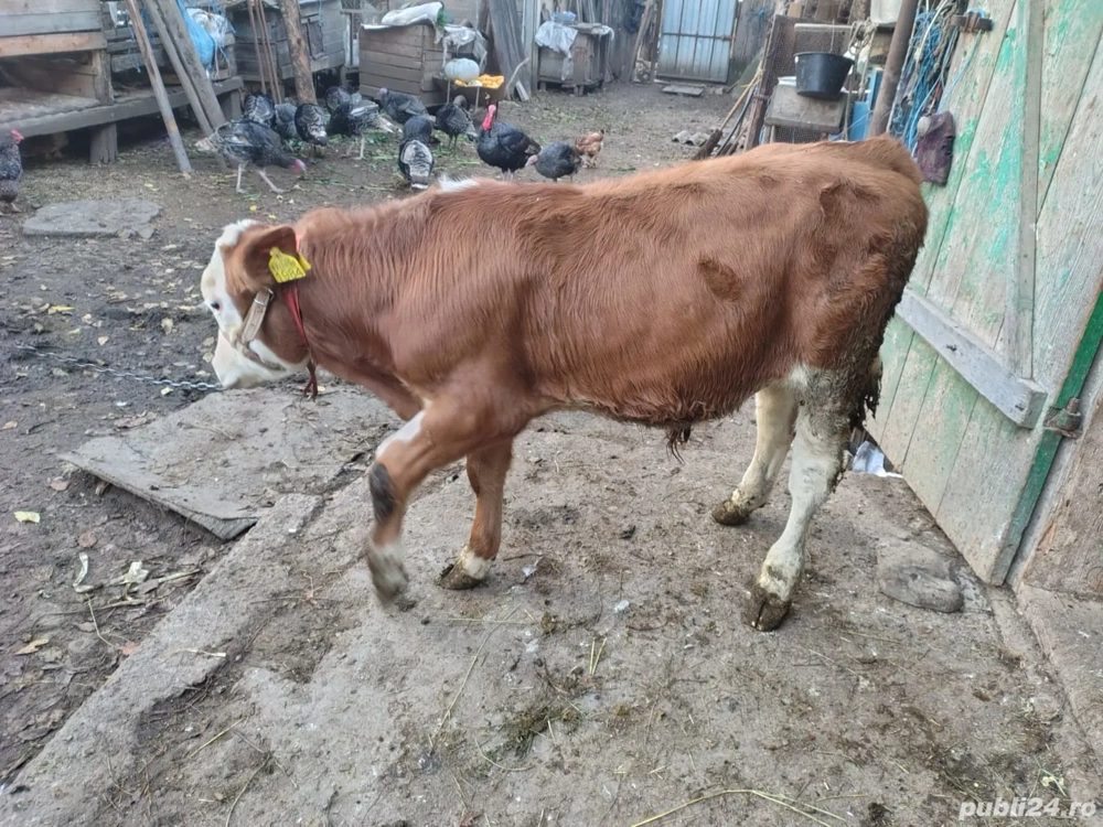 Vând Junică,  Vițel și Porc