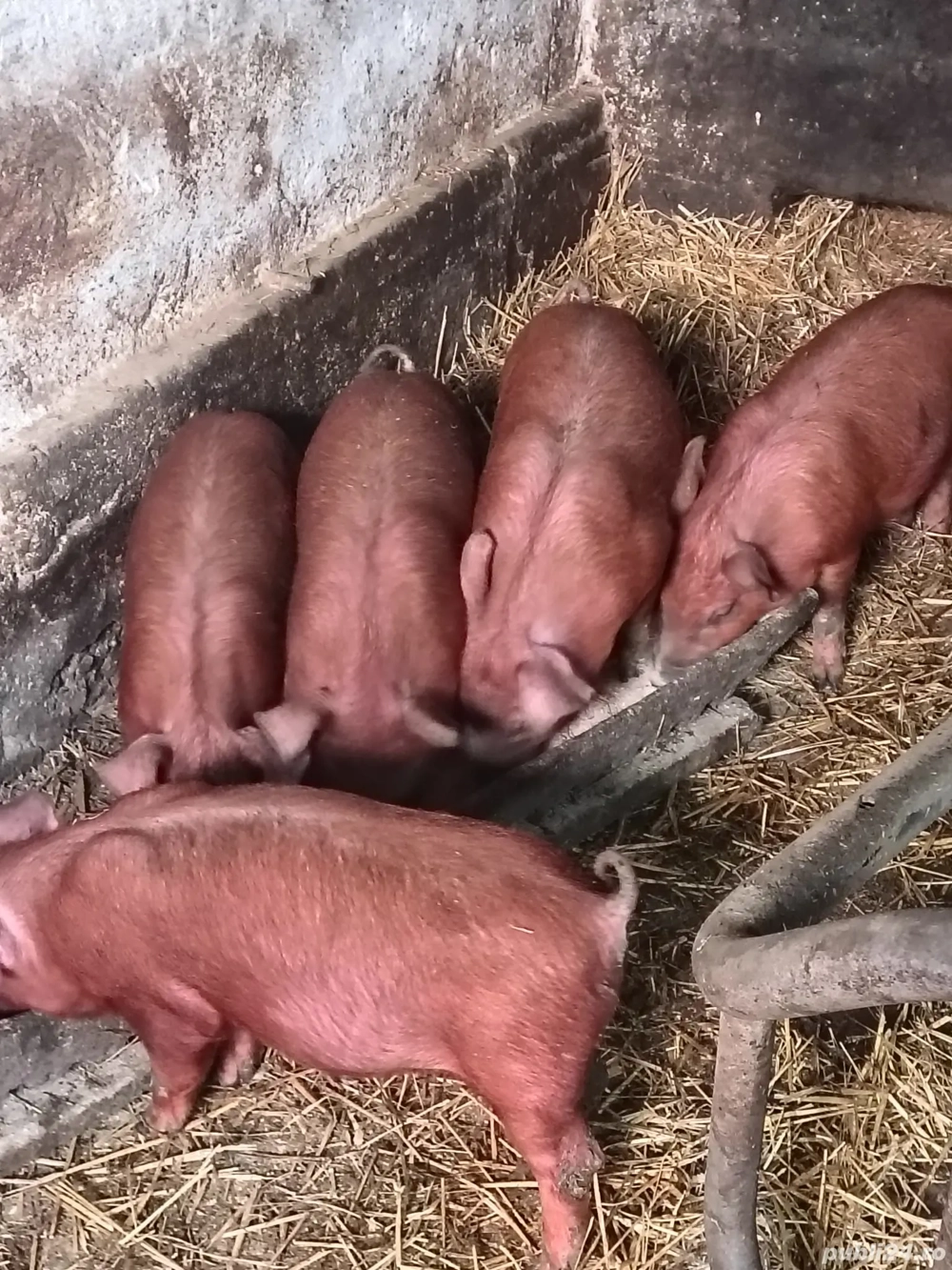 vind purcei rasa duroc