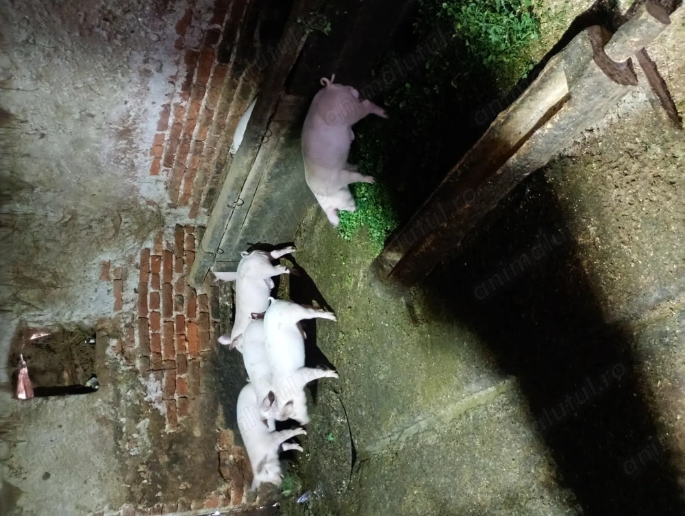 Purcei 9 săptămâni 