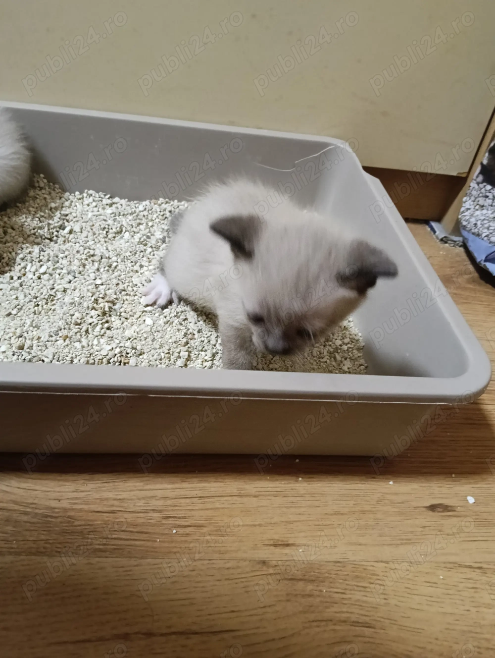 Puiuț siameza fetiță 