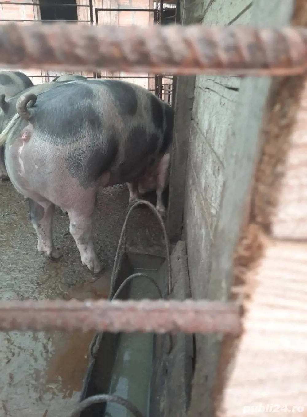 porci rasa petrean intre 100-150kg