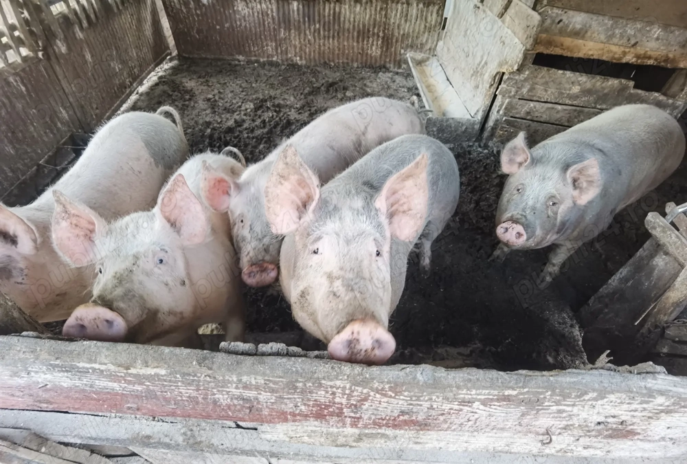 Porci de vânzare 