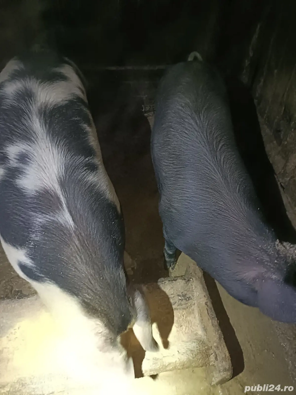 Porci bio de vănzare 