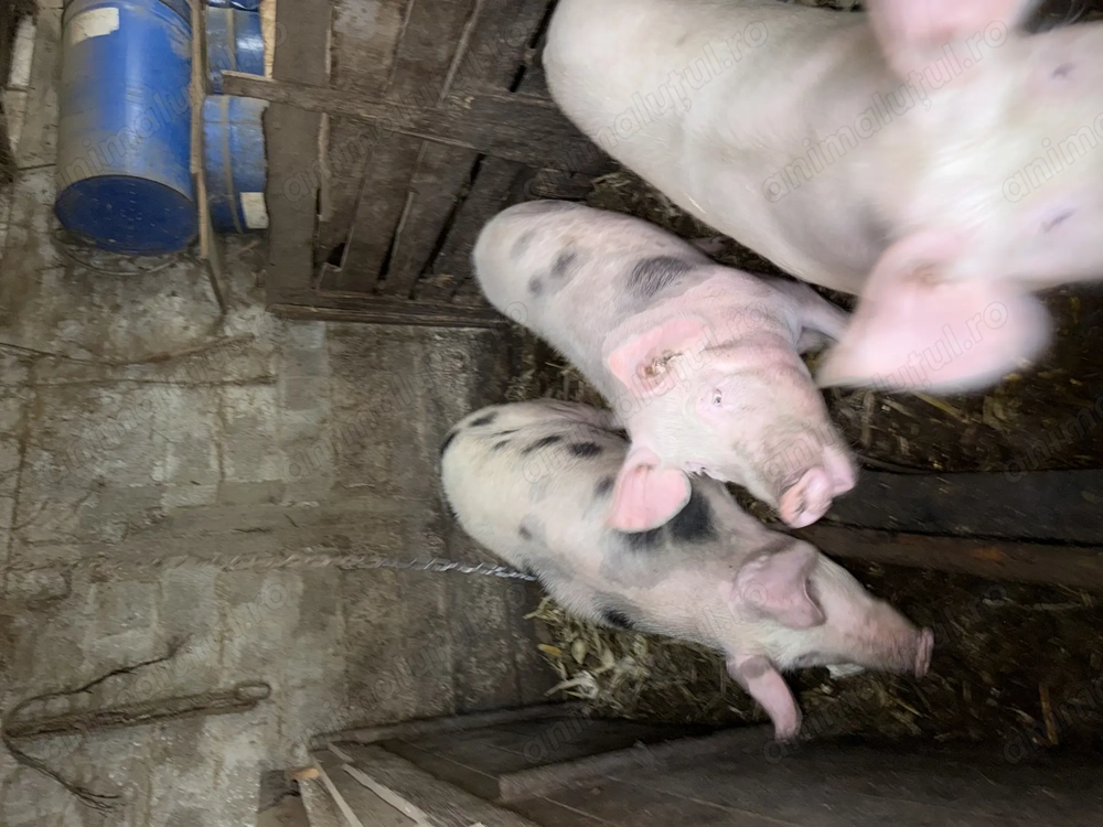 Porci de vânzare 