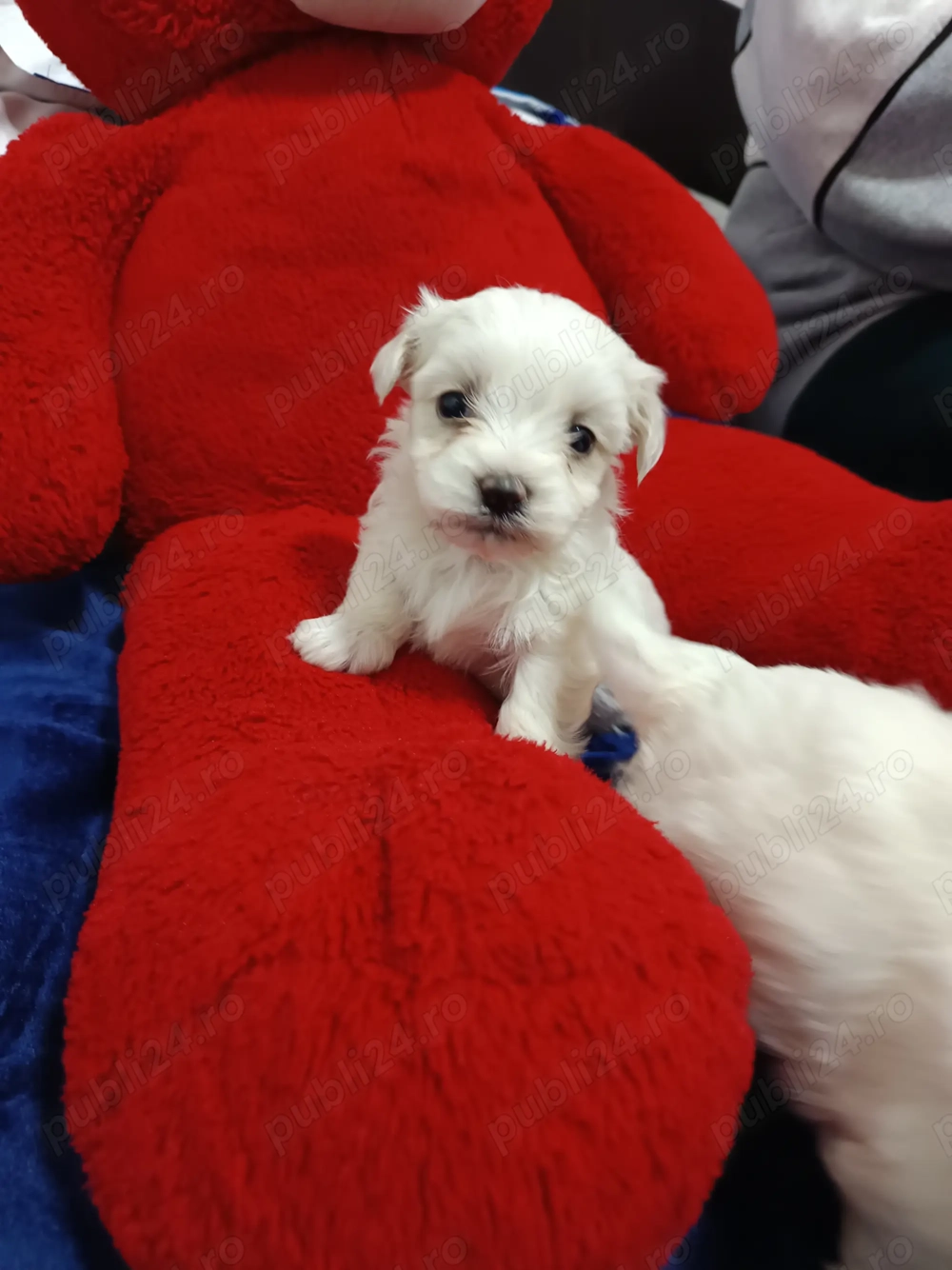 Daca vrei un mic prieten blănos și jucăuș pentru copii tăi 