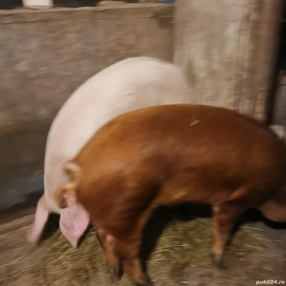 Porc de vanzare