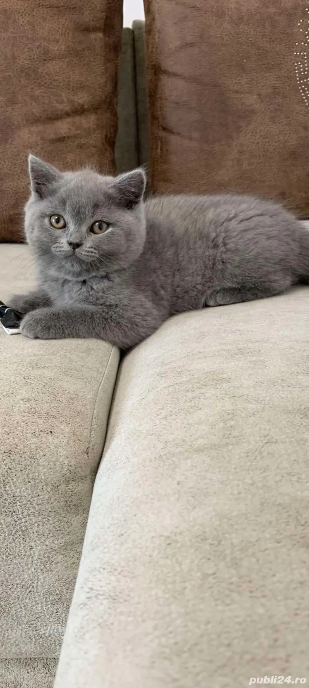 British Shorthair!!!