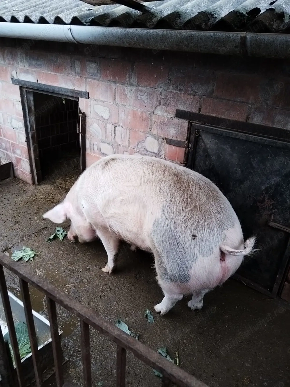 Vand porc aproximativ 200 kg