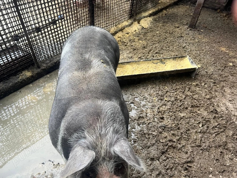 Vând scroafă 150-160 kg 