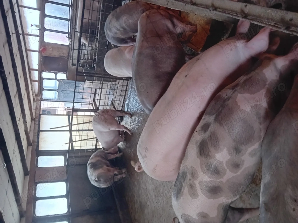 Porci de vanzare......