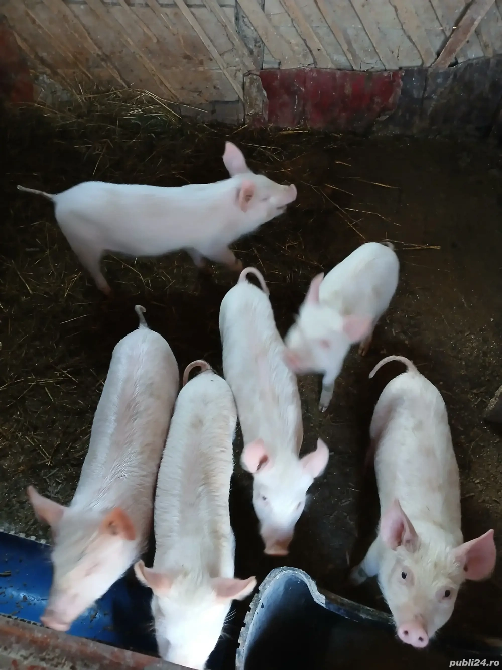 Purcei de îngrășat 