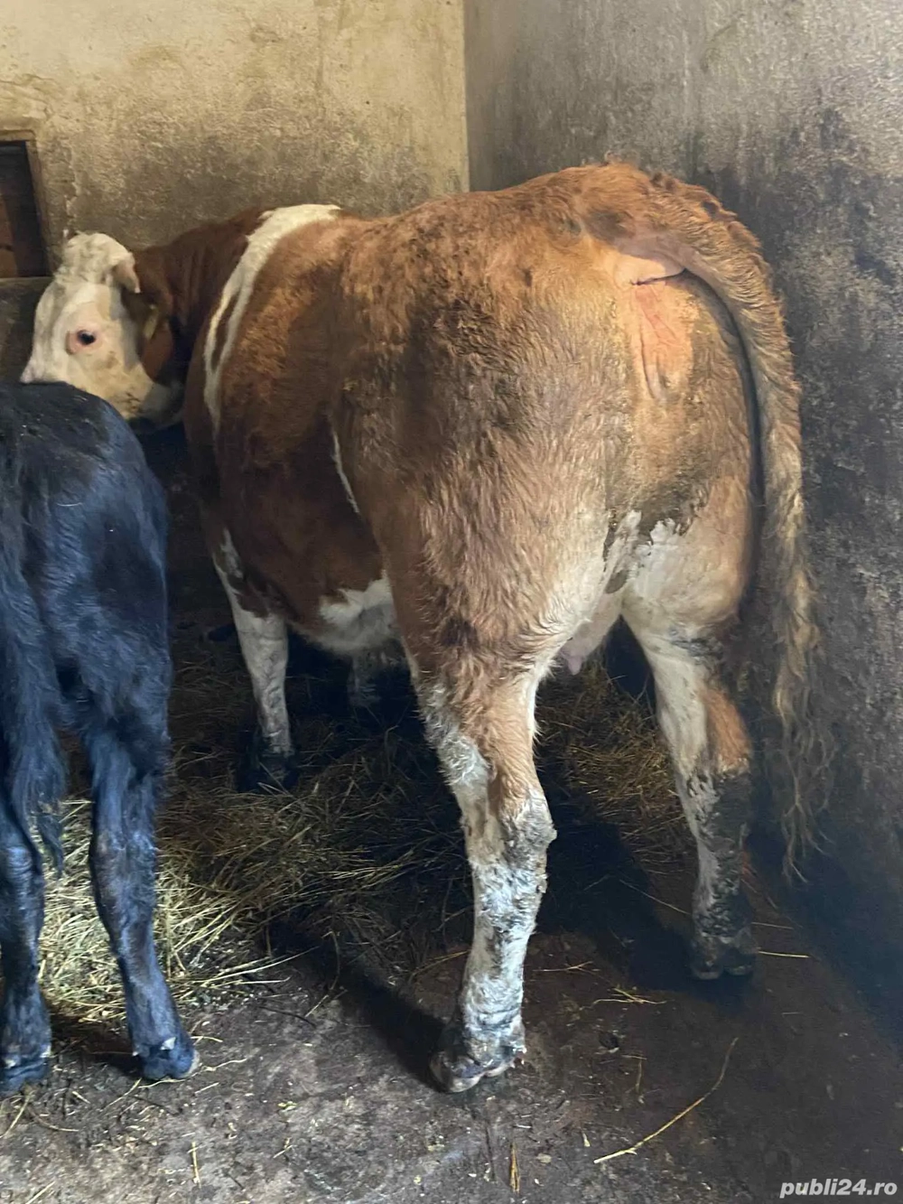 vnd juninca in 8 luni gonita 