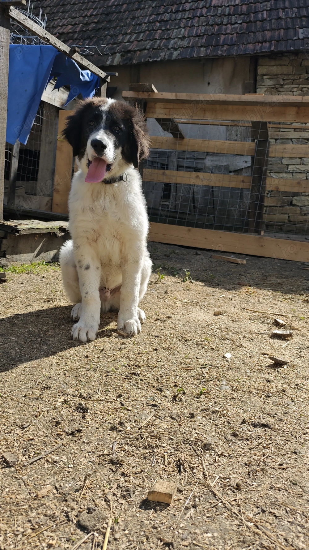 Câine ciobănesc de Bucovina 