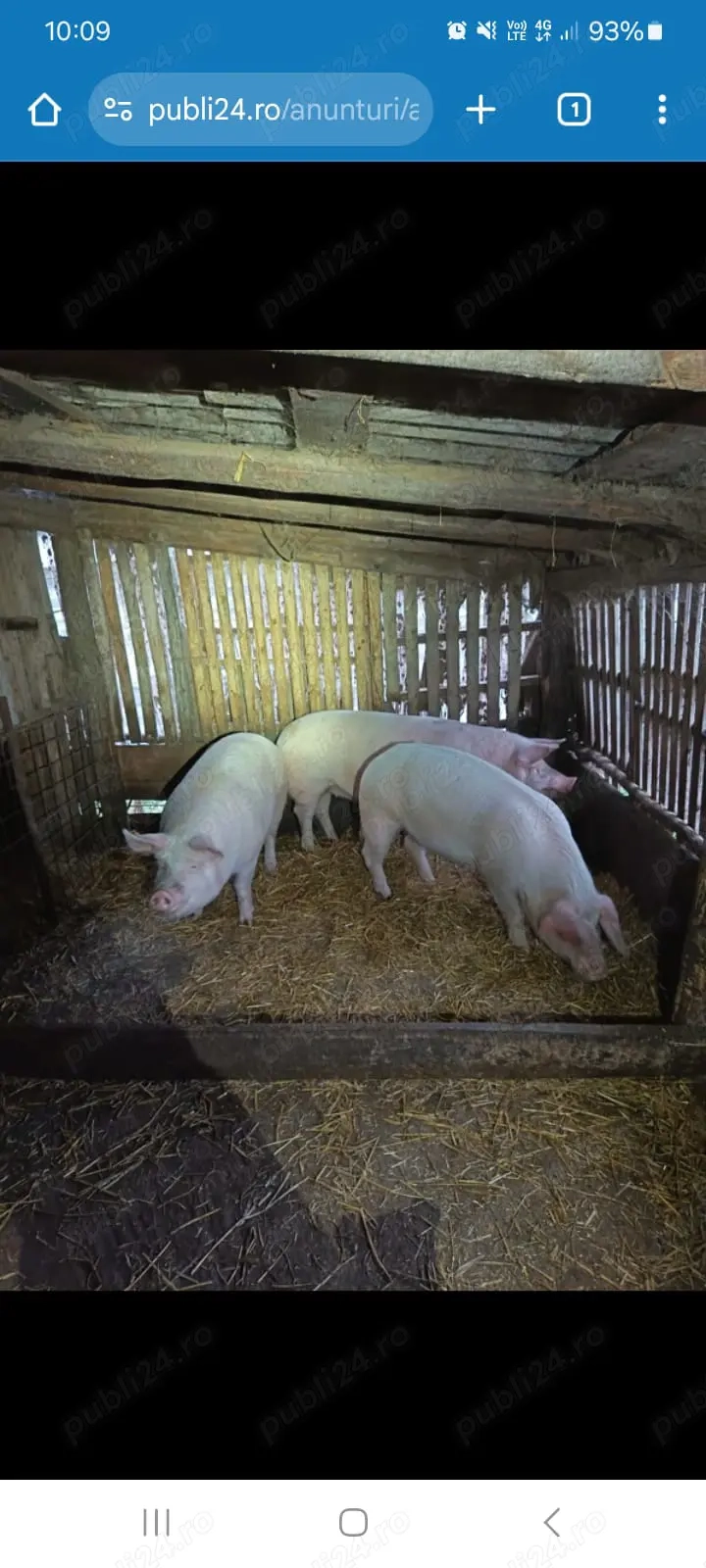 Vând porci crescuți natural!