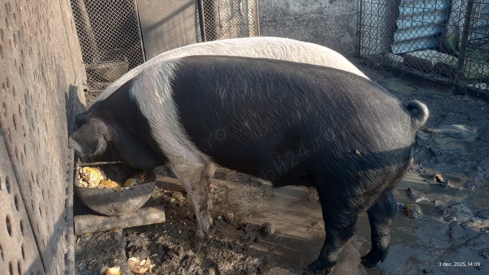 Vând porc tânăr aproximativ 80-90