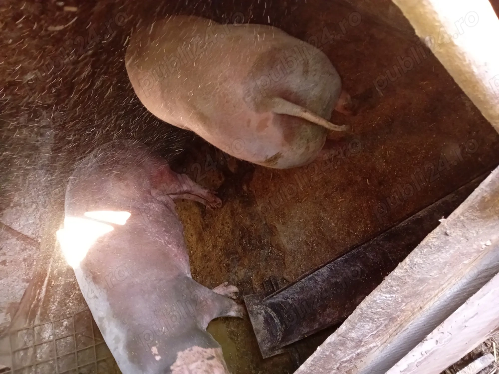 Vând porci pietrean crescut natural