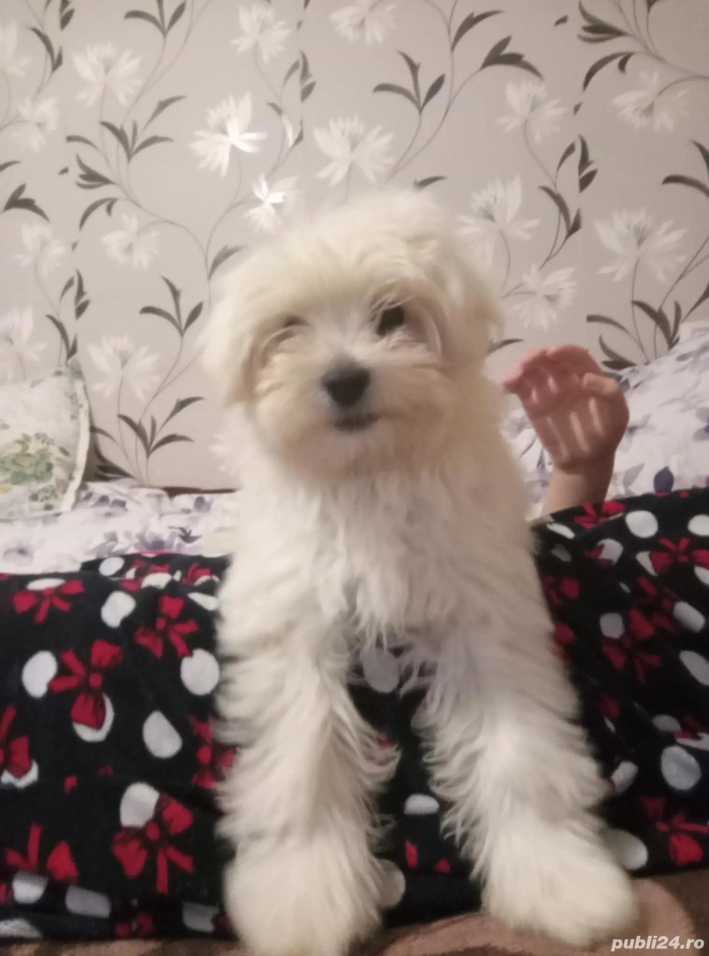 Vand Bichon de 3 luni 