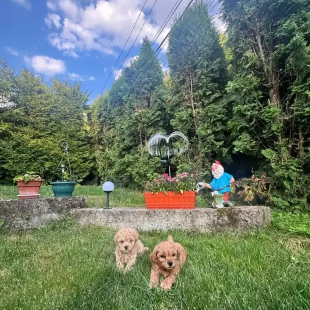 Ofertă imbatabila! Doar luna aceasta! 