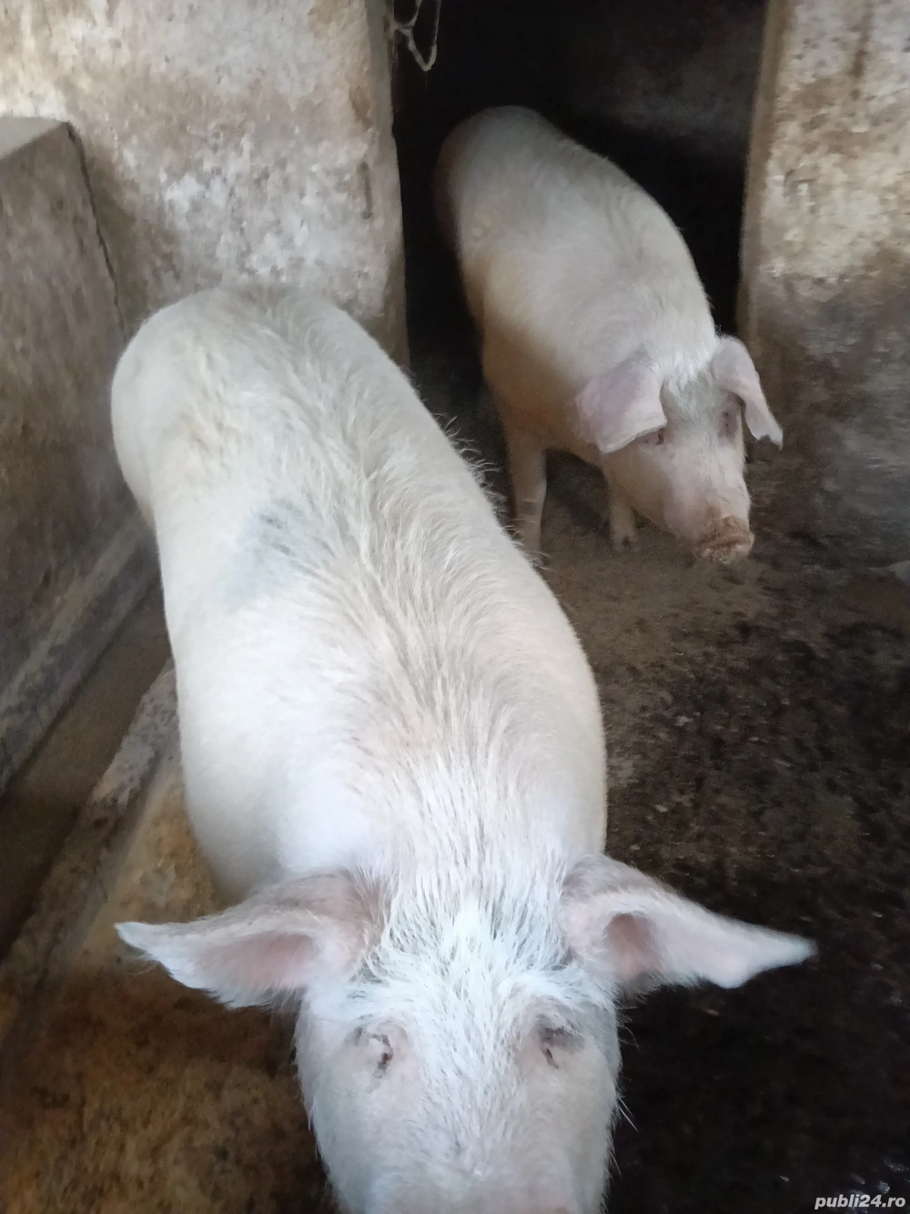 vind porc marele alb un an si o luna