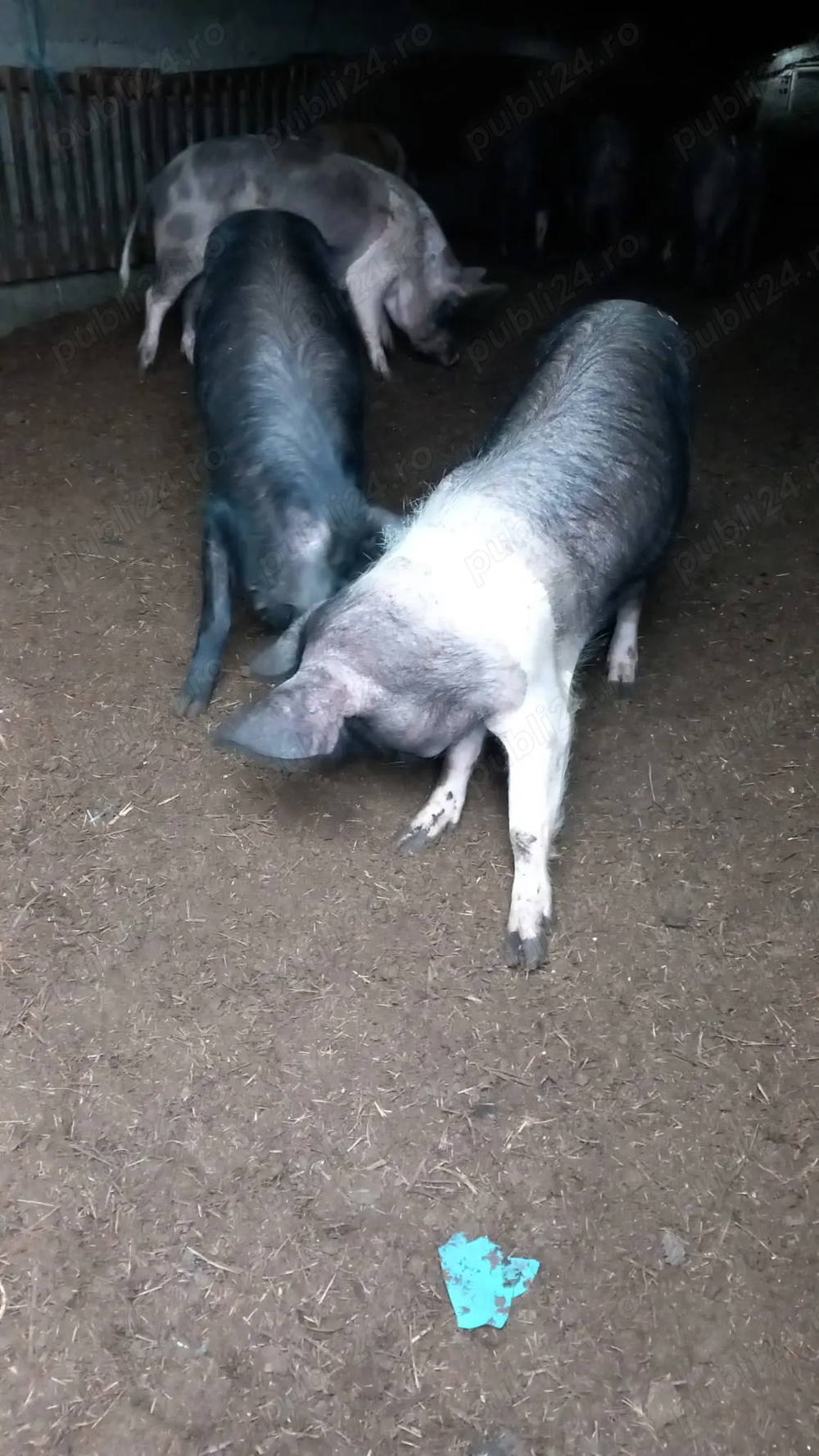 Vând       porci  Bazna cu duroc