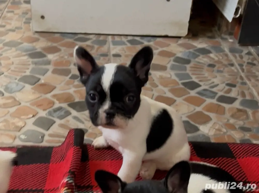 Mascul bulldog Francez 