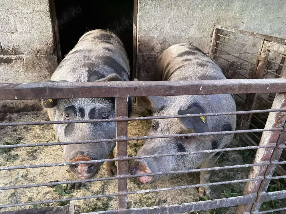 Porc de vânzare crescut în gospodărie