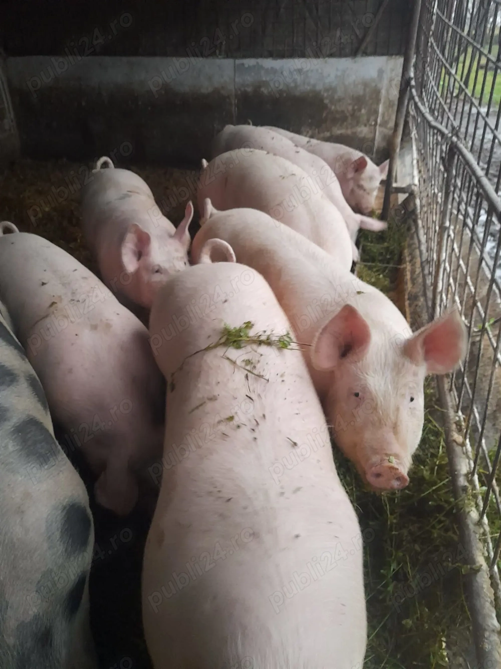 Vând porci 100-140kg