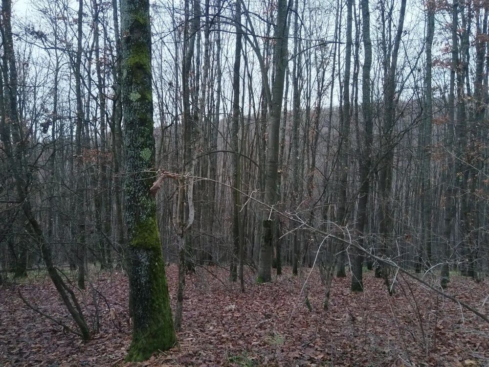 Vand teren forestier - Padure